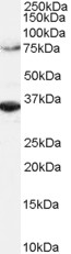 Anti-ORC3L Antibody - Identical to Abcam (ab179936) and Novus (NB100-796)