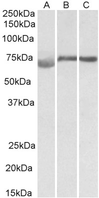 Anti-DMTF1 Antibody - Identical to Abcam (ab177246)