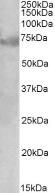 Anti-DMTF1 Antibody - Identical to Thermo (PA5-37916)