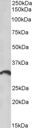 Anti-ICOSLG Antibody - Identical to Abcam (ab212020)