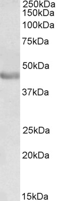 Anti-PAX3 Antibody - Identical to Abcam (ab15717) and Novus (NB100-1420)