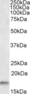 Anti-AIF1 Antibody - Identical to Abcam (ab48004) and Novus (NB100-2833)