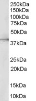 Anti-ERK2 Antibody - Identical to Novus (NB300-920)