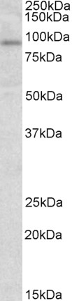 Anti-STAT3 Antibody - Identical to Novus (NB100-41394)