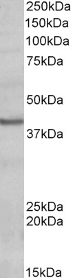 Anti-POU4F3 Antibody - Identical to Novus (NBP1-52036)