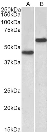 Anti-LYVE1 Antibody - Identical to Abcam (ab205354)