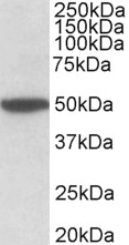 Anti-CHRM2 Antibody - Identical to Abcam (ab140473) and Novus (NBP2-26152)