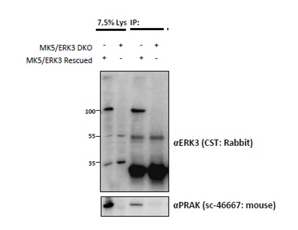 Anti-MAPK6 Antibody