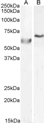 Anti-POLL Antibody - Identical to Abcam (ab5954) and Novus (NB100-1358)