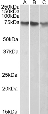 Anti-ATF2 Antibody - Identical to Abcam (ab809) and Novus (NB100-835)