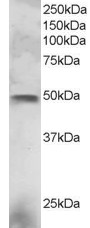 Anti-ELF3 Antibody - Identical to Abcam (ab2934) and Novus (NB100-1061)