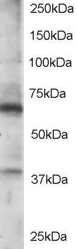 Anti-RGS14 Antibody - Identical to Abcam (ab15720)