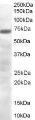 Anti-PRDM4 Antibody - Identical to Abcam (ab24365)