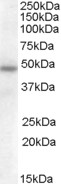 Anti-SERPINA12 Antibody - Identical to Abcam (ab82138)