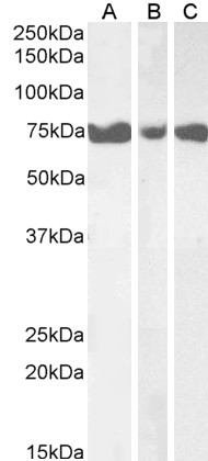 Anti-ITPKC Antibody - Identical to Novus (NBP1-36962)