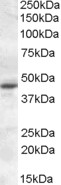 Anti-MTNR1A Antibody - Identical to Abcam (ab87639) and Novus (NBP1-28912)