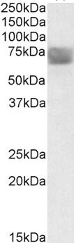 Anti-TPP1 Antibody - Identical to Abcam (ab91512) and Novus (NBP1-36742)