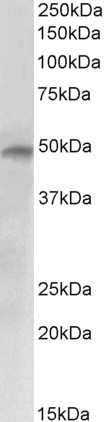 Anti-E2F4 Antibody - Identical to Abcam (ab181482)