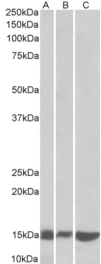 Anti-LGALS1 Antibody - Identical to Abcam (ab114112)