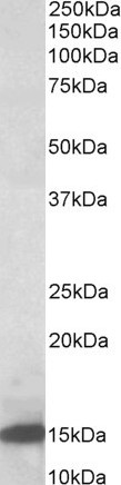 Anti-LGALS1 Antibody - Identical to Abcam (ab114087)