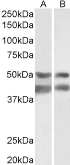 Anti-E2F4 Antibody - Identical to Abcam (ab181483)