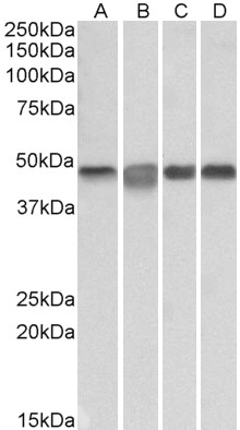 Anti-MEK2 Antibody - Identical to Abcam (ab185934)