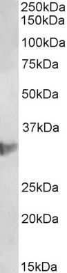 Anti-CLIC1 Antibody - Identical to Abcam (ab223216)