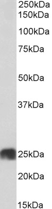 Anti-ATP5F1 Antibody - Identical to Abcam (ab190293)