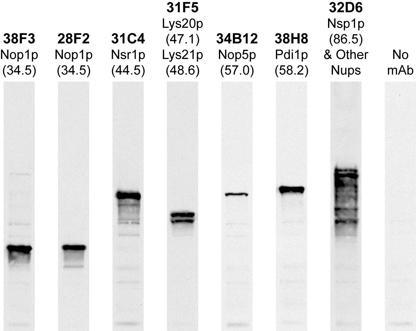 Anti-Nsp1p Antibody [32D6]
