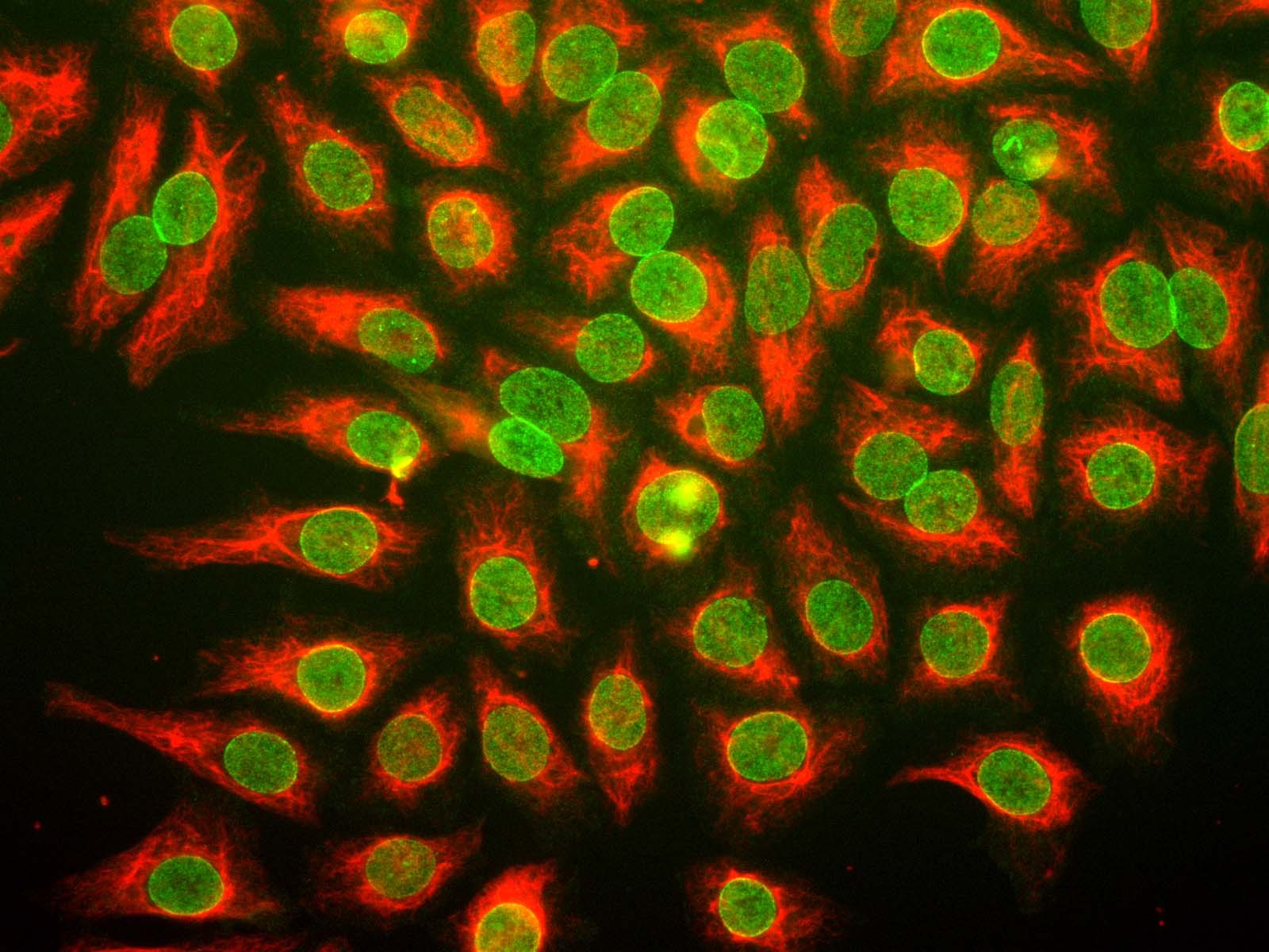 Anti-Nuclear Pore Complex Proteins Antibody [39C7]