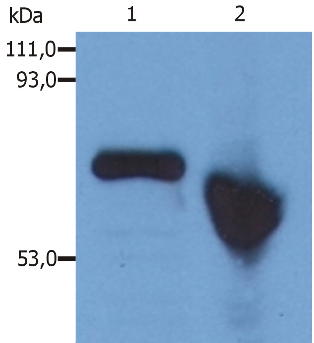 Anti-alpha Fetoprotein Antibody [AFP-01] - Identical to Abcam (ab3980)