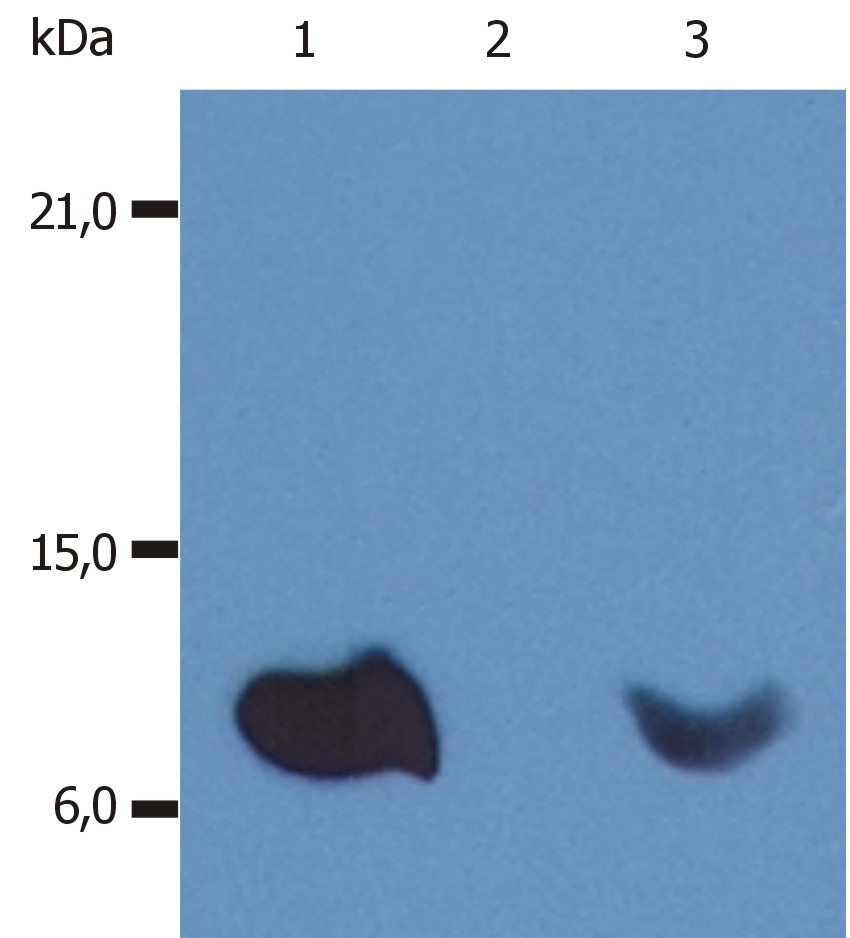 Anti-beta 2 Microglobulin Antibody [B2M-01] - Identical to Abcam (ab759)