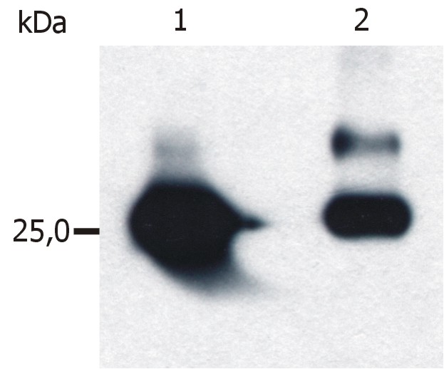 Anti-GST Tag Antibody [S-tag-05]