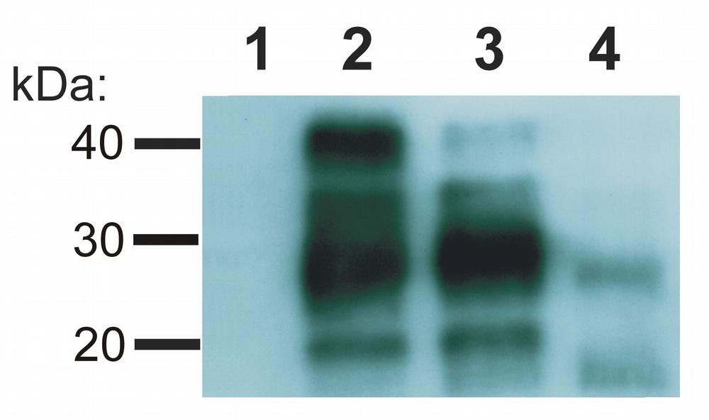 Anti-Prion Protein PrP Antibody [EM-20]