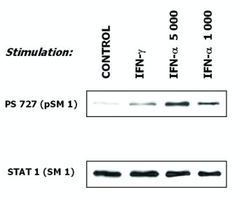 Anti-STAT1 Antibody [SM1] - Identical to Abcam (ab3987)