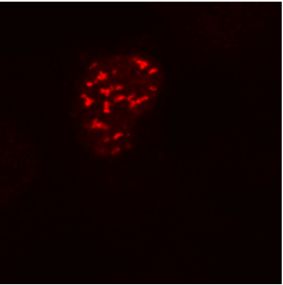 Anti-DDDDK Tag Antibody [F-tag-01] - Identical to Abcam (ab18230)