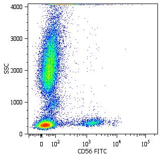 Anti-NCAM1 Antibody [MEM-188] (FITC)