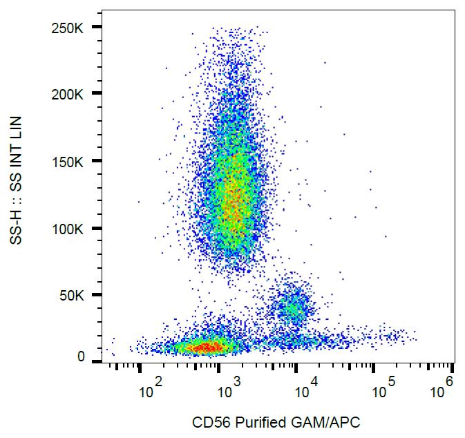 Anti-NCAM1 Antibody [MEM-188]