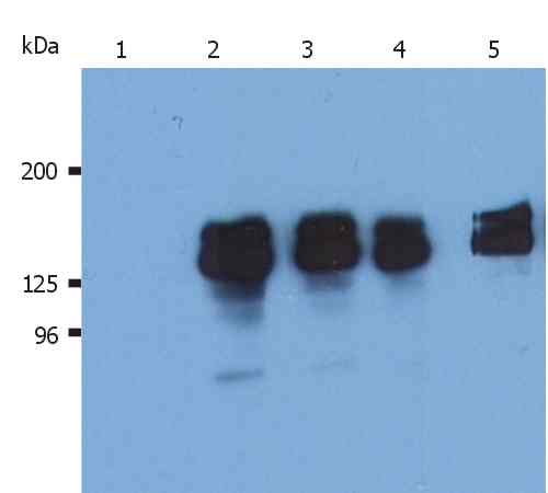 Anti-SHIP1 Antibody [SHIP-01]