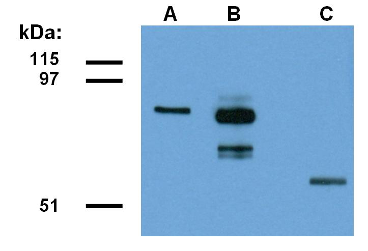 Anti-ABRA1 Antibody [ABRA1-01]