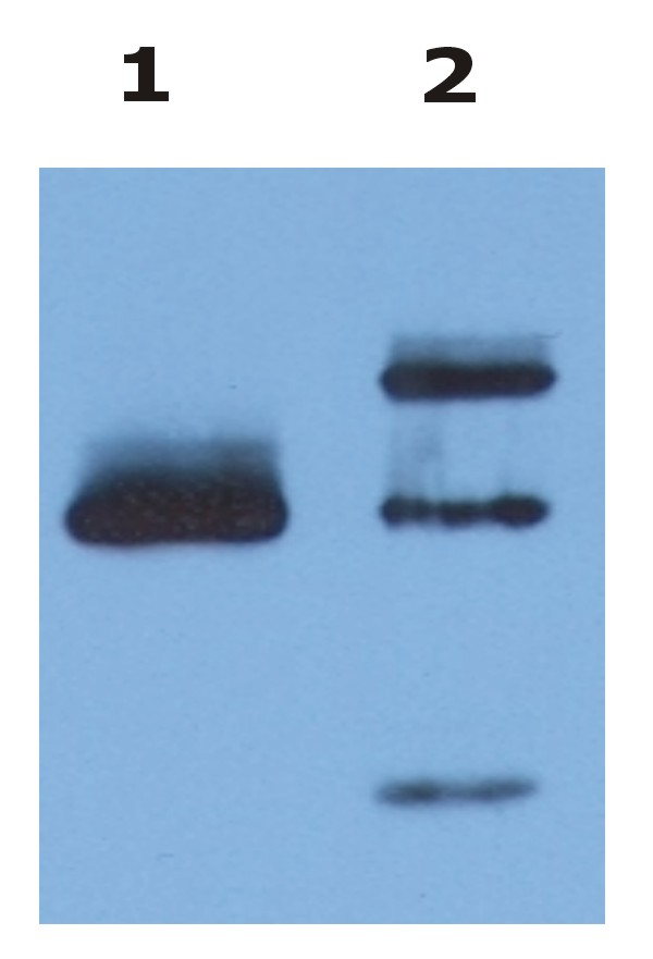 Anti-HLA G Antibody [MEM-G/9] - Identical to Abcam (ab7758)