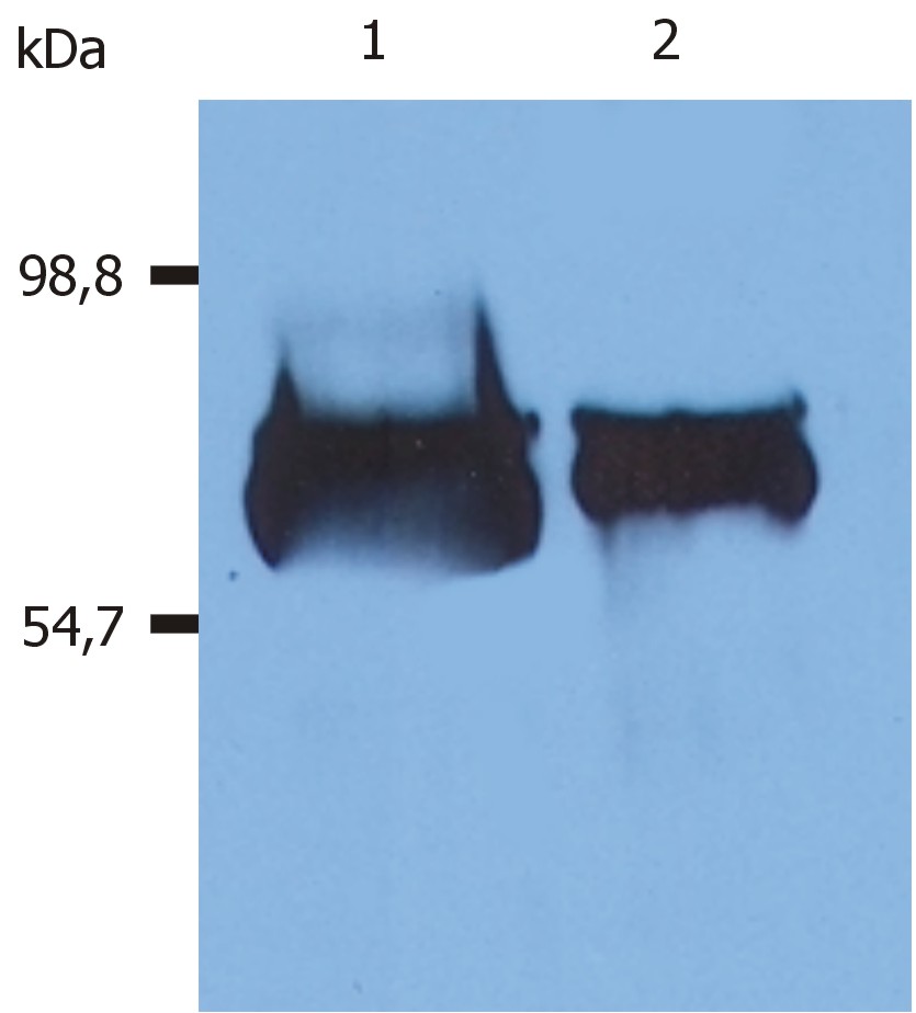 Anti-Albumin Antibody [AL-01]