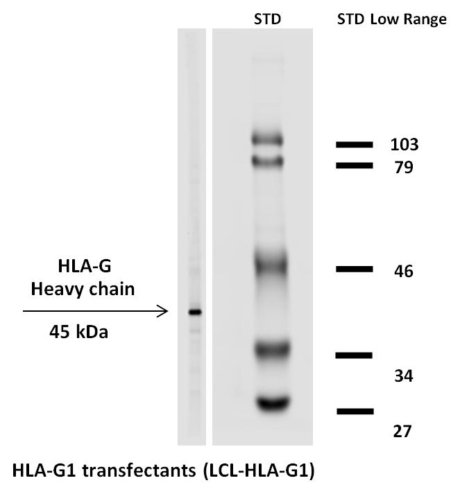 Anti-HLA G Antibody [MEM-G/1] (Biotin)