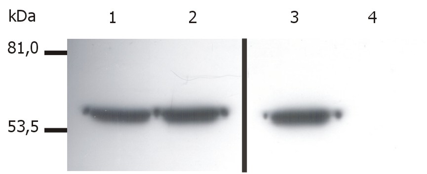 Anti-Vimentin Antibody [VI-01]