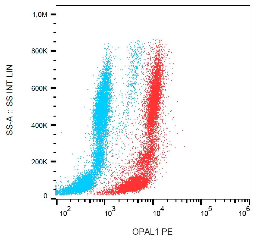 Anti-OPAL1 Antibody [OPAL1-01] (PE)