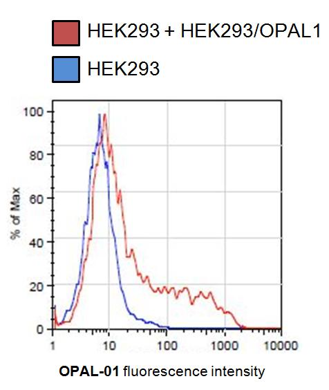 Anti-OPAL1 Antibody [OPAL1-01]