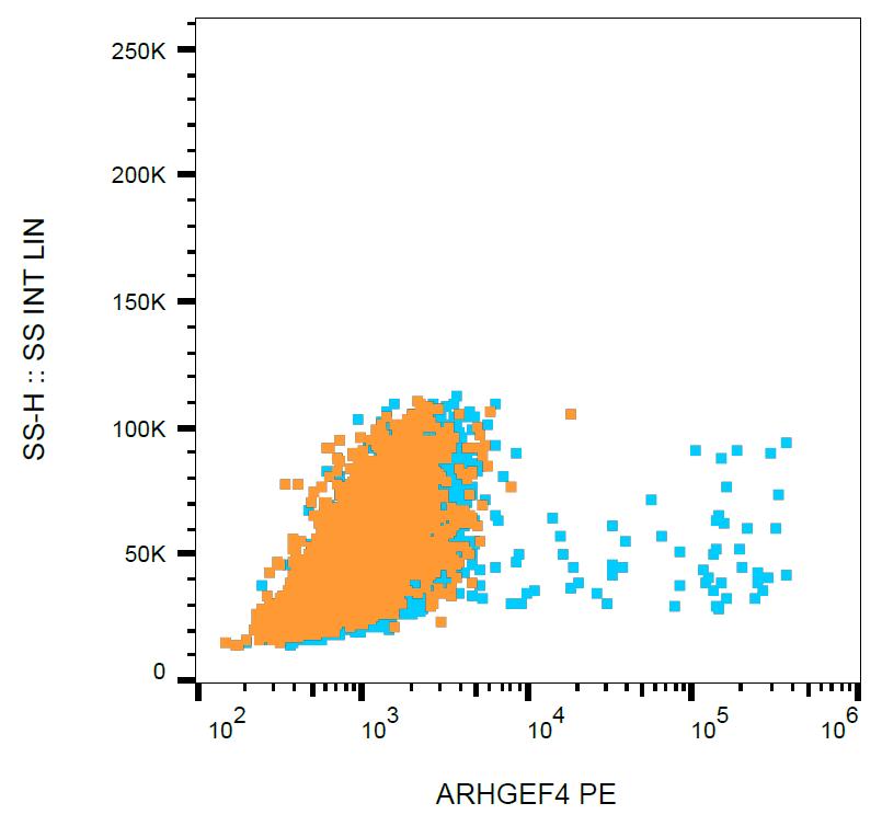 Anti-ARHGEF4 Antibody [ARHGEF-08] (PE)