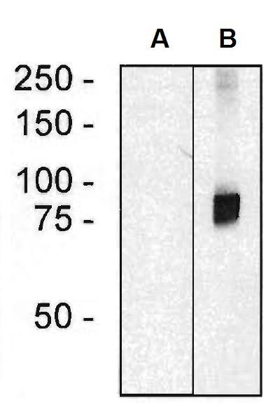 Anti-ARHGEF4 Antibody [ARHGEF-08]