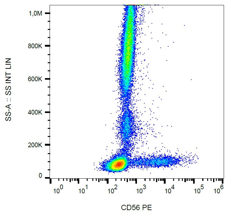 Anti-NCAM1 Antibody [LT56] (PE)