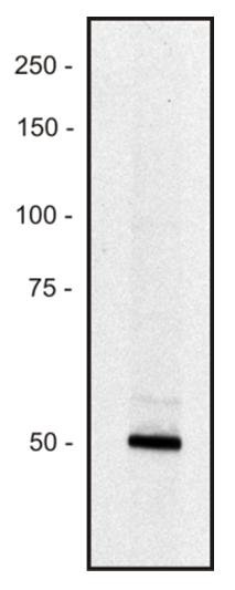 Anti-PCLO Antibody [PCLO-01]